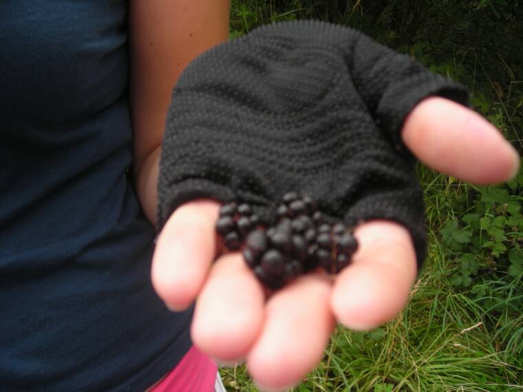 Czech blackberries