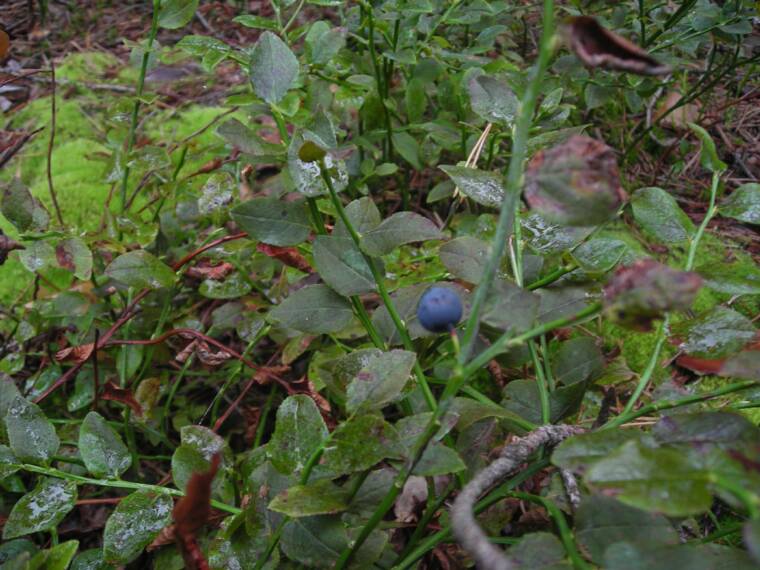 czech blueberries